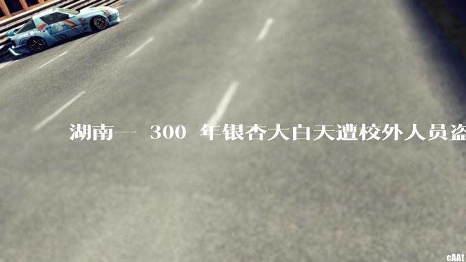 湖南一 300 年银杏大白天遭校外人员盗砍，校方称值班保安被欺骗，到底是怎么回事？责任该由谁承担？